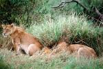 mating Lion and Lioness, Africa