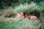 mating Lion and Lioness, Africa, AMFV01P12_10