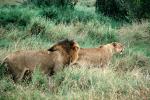 mating Lion and Lioness, Africa, AMFV01P12_11