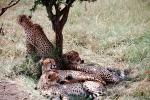 Cheetah, Africa, AMFV01P12_12