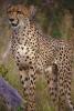 Cheetah, Africa, AMFV01P13_15.0491
