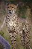 Cheetah, Africa, AMFV01P13_16.0491