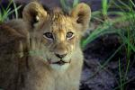 Lion, cub, Africa, AMFV01P13_17.0491