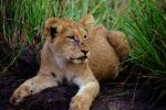 Lion, cub, Africa, AMFV01P13_18.0491