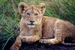 Lion, cub, Africa, AMFV01P13_19.0491
