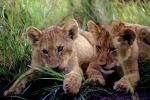Lion, cub, Africa, AMFV01P14_01.0491