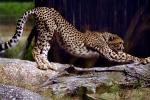 Stretching Cheetah, Africa, AMFV01P14_03.0491