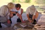 Cheetah, Africa, AMFV01P14_04.0491