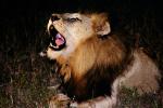 Lion, male, Africa, AMFV01P14_06.0492