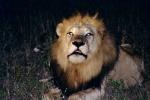 Lion, male, Africa, AMFV01P14_09.0492
