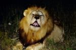 Lion, male, Africa, AMFV01P14_10.0492