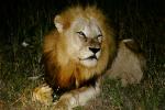 Lion, male, Africa, AMFV01P14_11.0492