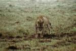 Lion, male, Wildebeast, Africa, AMFV01P14_15.0492