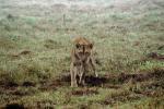 Lion, male, Wildebeast, Africa, AMFV01P14_16.0492