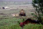 Lion, male, Wildebeast, Africa