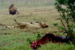 Lion, male, Wildebeast, Africa, AMFV01P14_19.0492