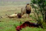 Lion, male, Wildebeast, Africa, AMFV01P15_04.0492