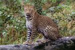 Cheetah, Africa, AMFV01P15_07.0492