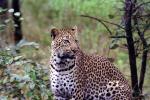 Cheetah, Africa, AMFV01P15_09.0492
