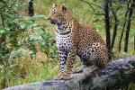Cheetah, Africa, AMFV01P15_10.0492