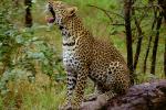 Yawning Cheetah, Africa, AMFV01P15_11.0492