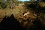 Cheetah, Africa, AMFV01P15_12.0492