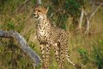 Cheetah, Africa, AMFV01P15_14.0492