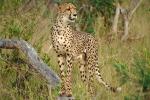 Cheetah, Africa, AMFV01P15_15.0492