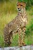 Cheetah, Africa, AMFV01P15_16.0492