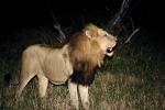 Lion, male, Africa, AMFV01P15_18.0493