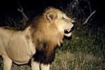 Lion, male, Africa, AMFV01P15_19.0493