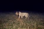 Lion, male, Africa, AMFV02P01_01.0493