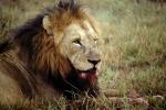 Lion, male, Africa, AMFV02P01_02.0493