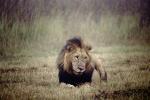 Lion, male, Africa, AMFV02P01_03.0493