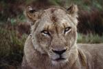Lion, female, Africa, AMFV02P01_05.0493