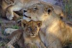 Lion, cub, female, Africa, AMFV02P01_07.0493