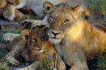 Lion, cub, female, Africa, AMFV02P01_08.0493