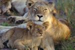 Lion, cub, female, Africa, AMFV02P01_09.0493