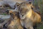 Lion, cub, female, Africa, AMFV02P01_10.0493