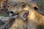 Lion, cub, female, Africa, AMFV02P01_11.0493