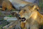 Lion, cub, female, Africa, AMFV02P01_12.0493