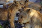 Lion, cub, female, Africa, AMFV02P01_13.0493