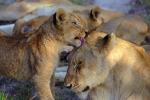 Lion, cub, female, Africa, AMFV02P01_14.0493