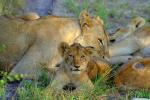 Lion, cub, female, Africa, AMFV02P01_15.0493