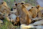 Lion, cub, female, Africa, AMFV02P01_16.0493