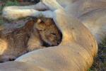 Lion, cub, female, Africa, AMFV02P01_17.0493