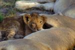 Lion, cub, female, Africa, AMFV02P01_18.0493