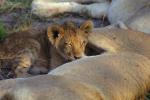 Lion, cub, female, Africa, AMFV02P01_19.0493