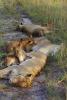 Lion, cub, female, Africa, AMFV02P02_01.0493