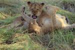 Lion, cub, Africa, AMFV02P02_02.0493